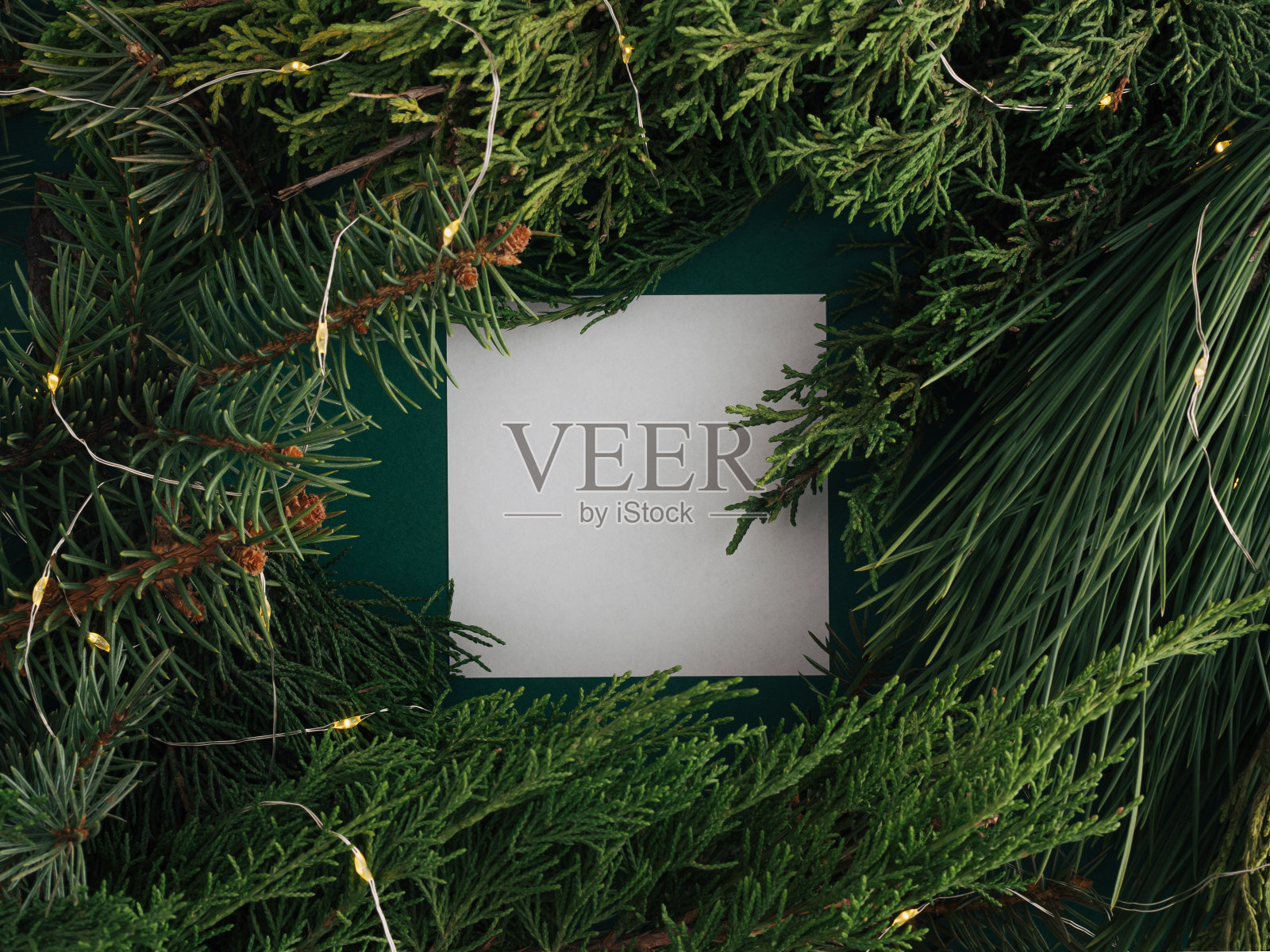 创造性的自然背景。深绿色松枝的针叶林背景特写。最小的圣诞节抽象森林组成。白纸框复制空间。照片摄影图片