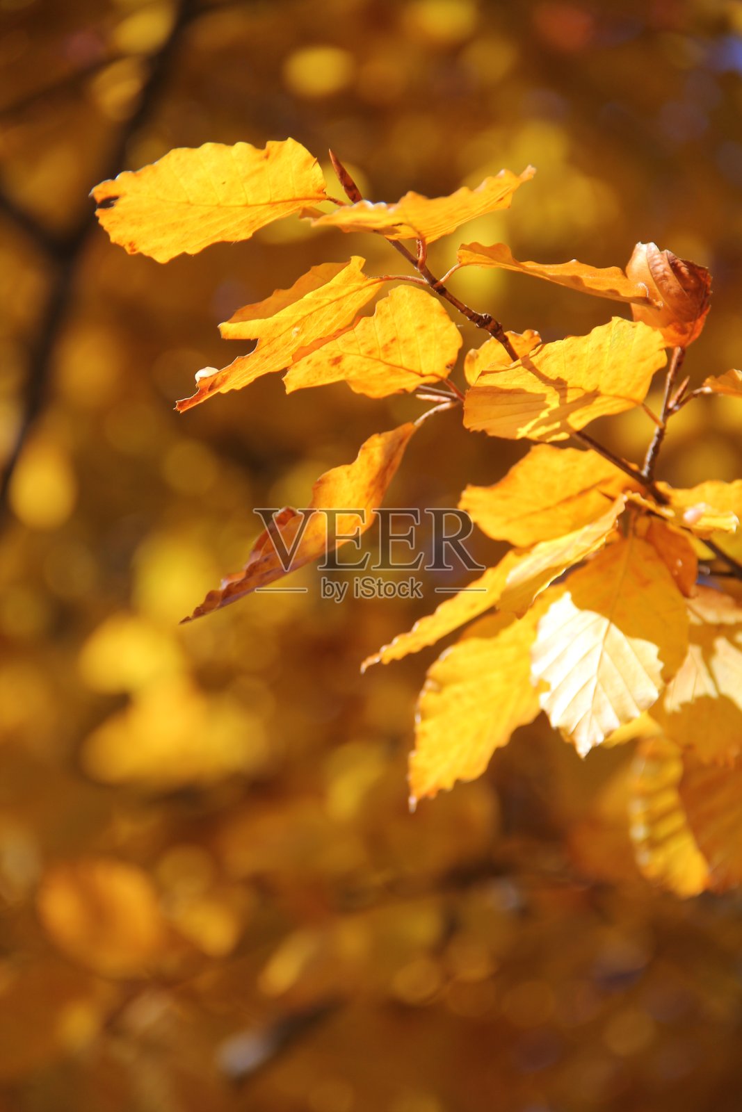 秋天的落叶照片摄影图片