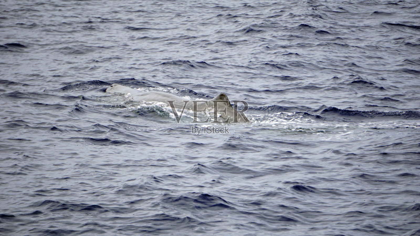 亚速尔群岛的大自然照片摄影图片