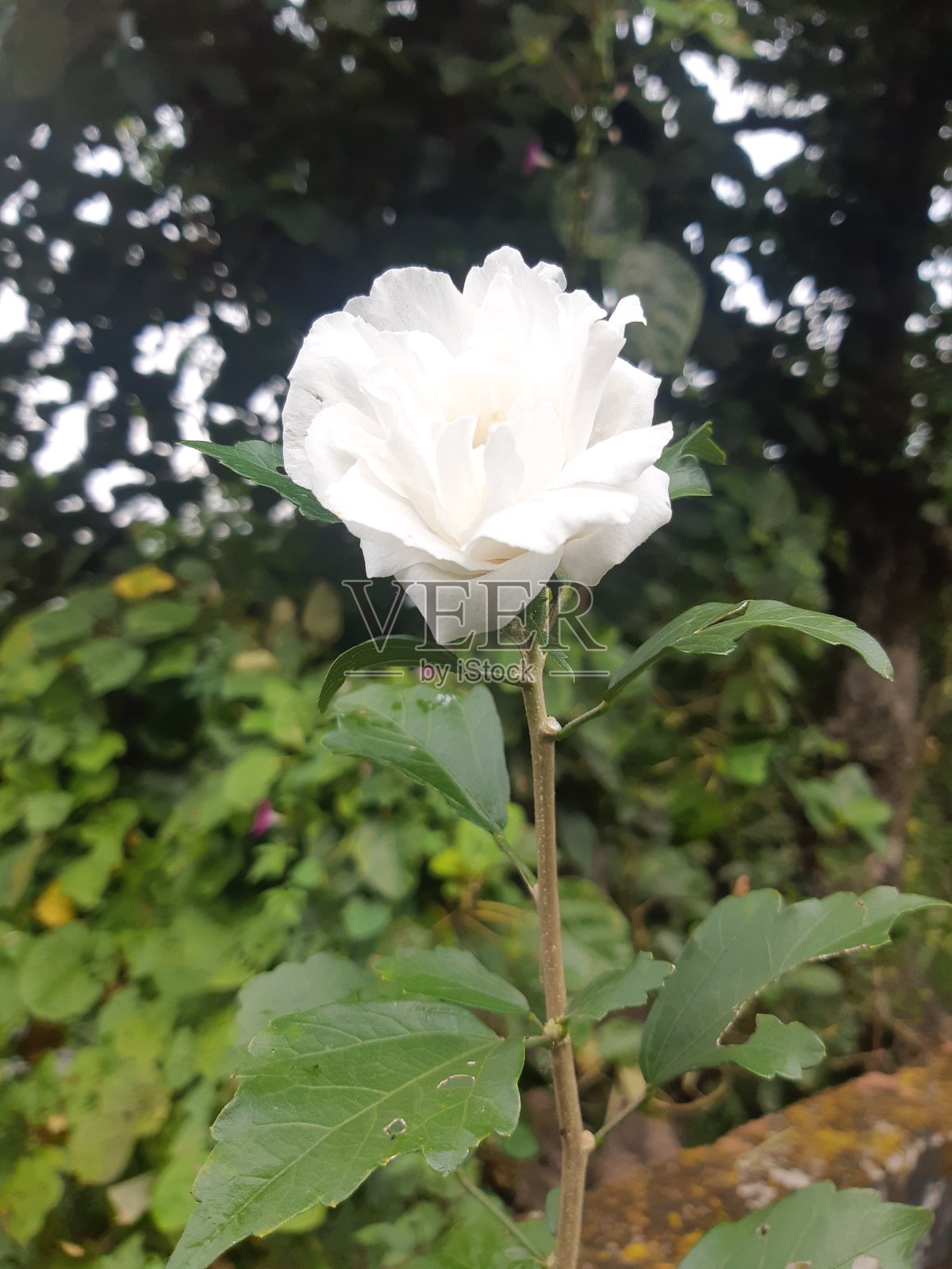 花照片摄影图片