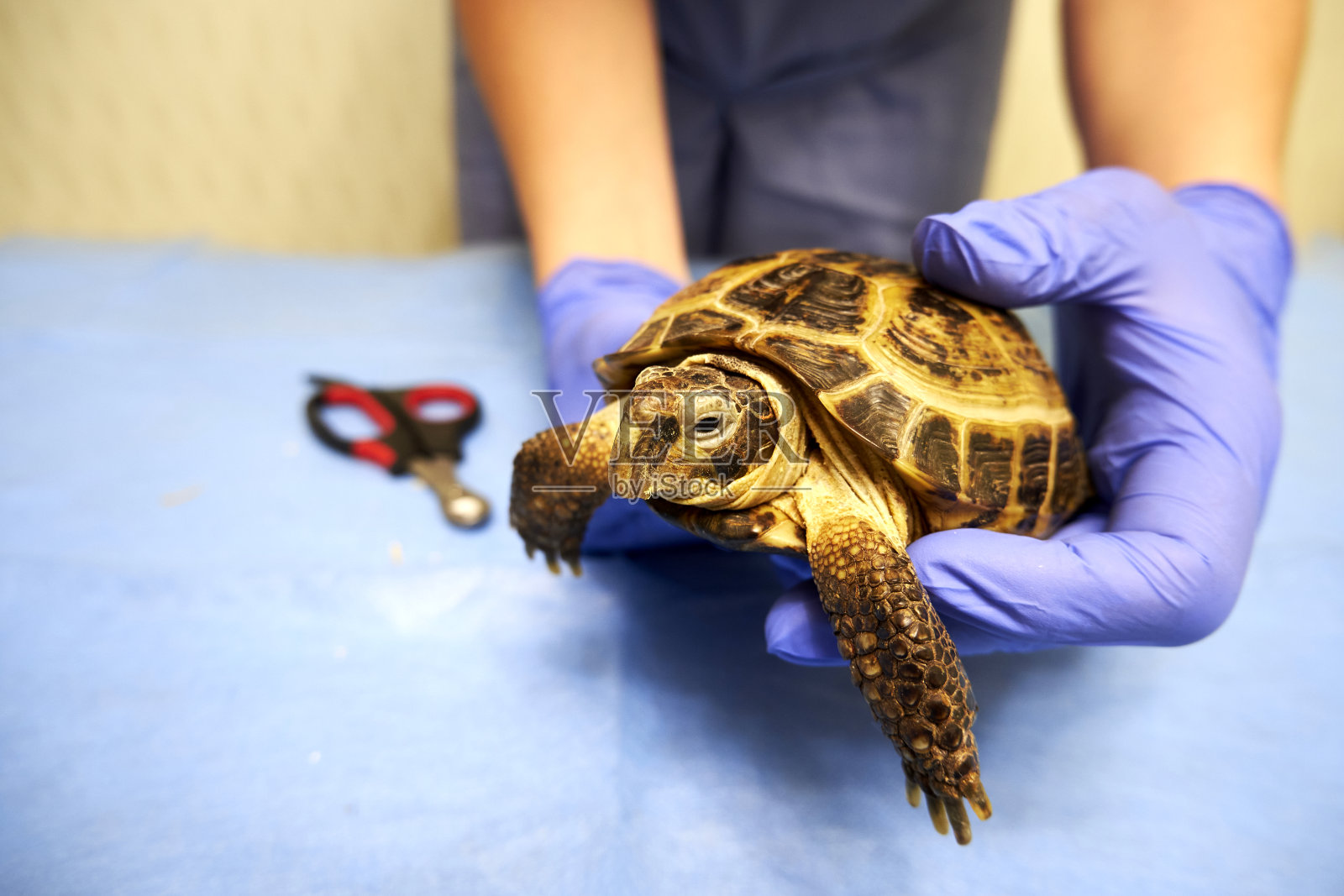 乌龟在兽医的手里照片摄影图片