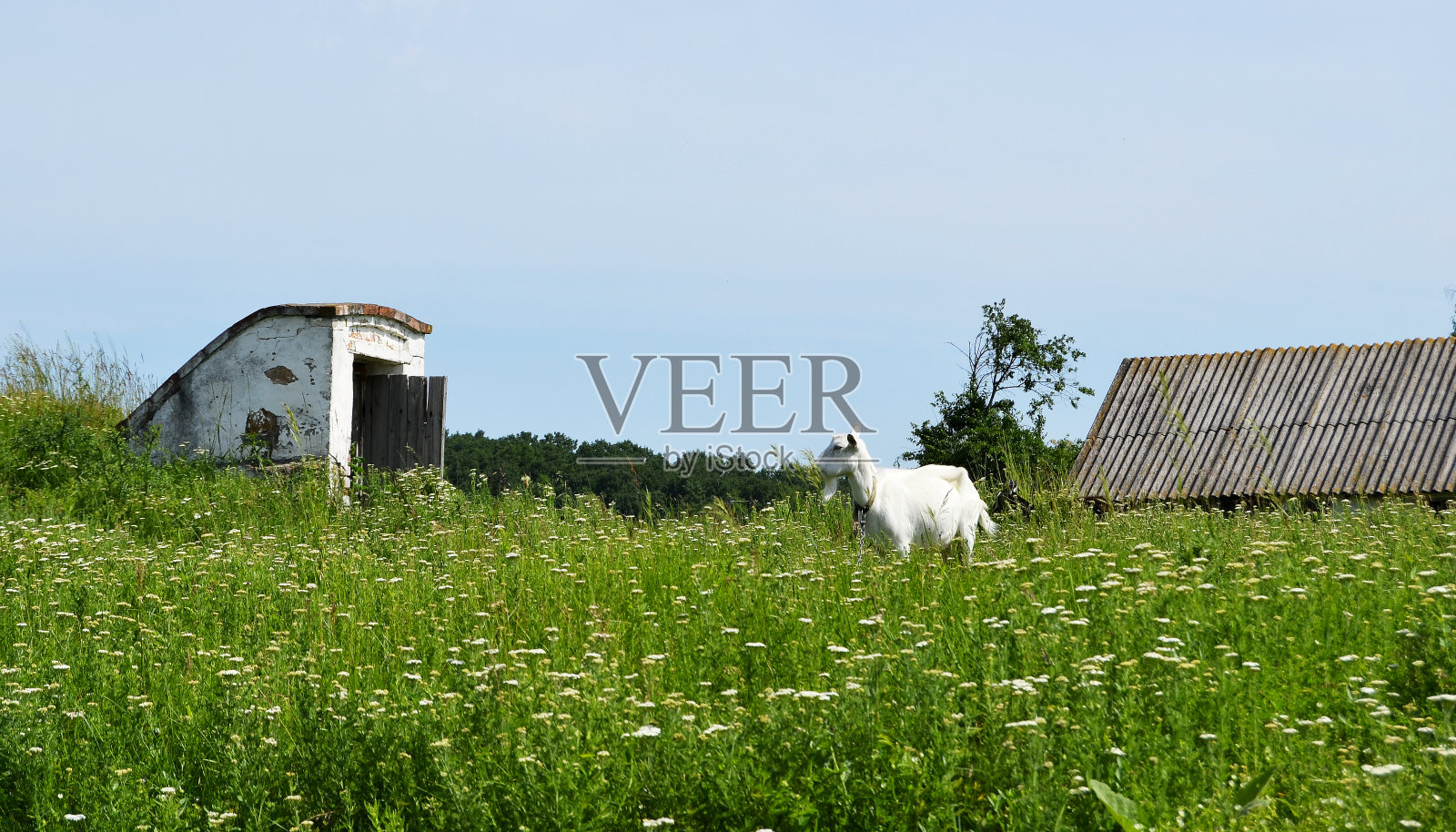 山羊照片摄影图片