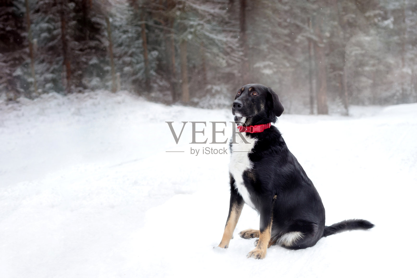 黑白相间的狗坐在白色的雪地上照片摄影图片