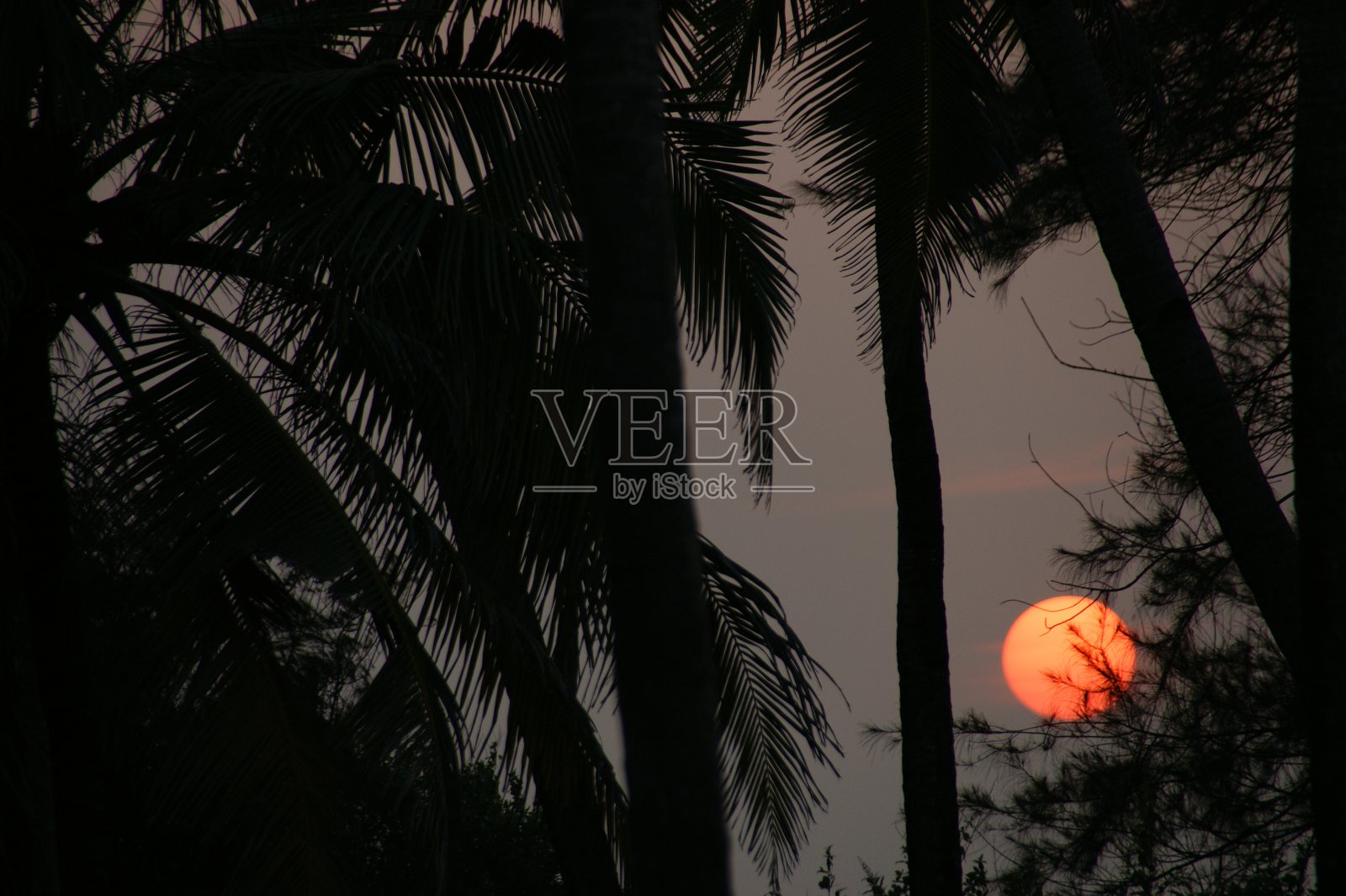 日落时棕榈树的轮廓。透过丛林树木的黑色剪影看夕阳照片摄影图片