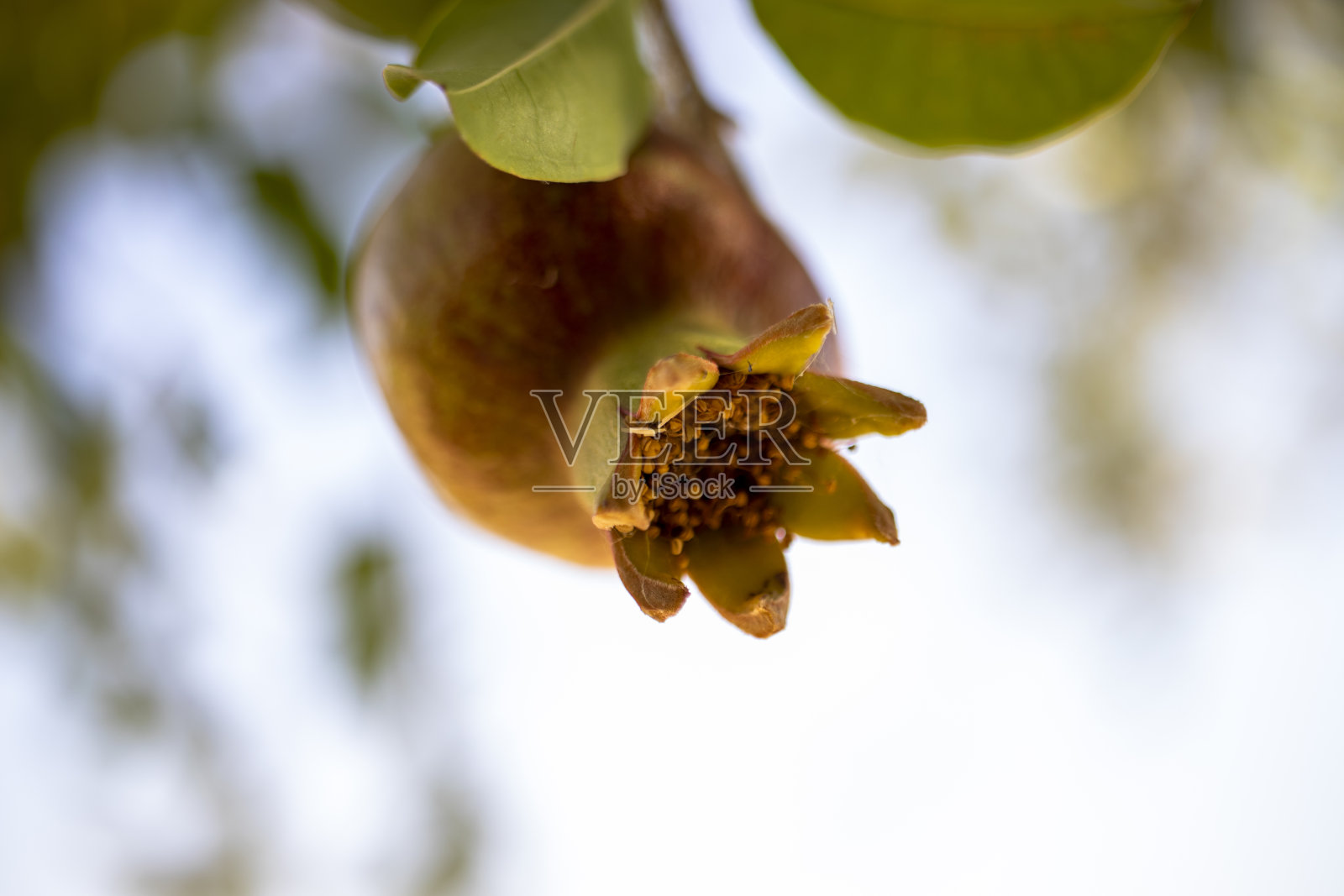 树枝上的石榴果实，特写微距照片。照片摄影图片