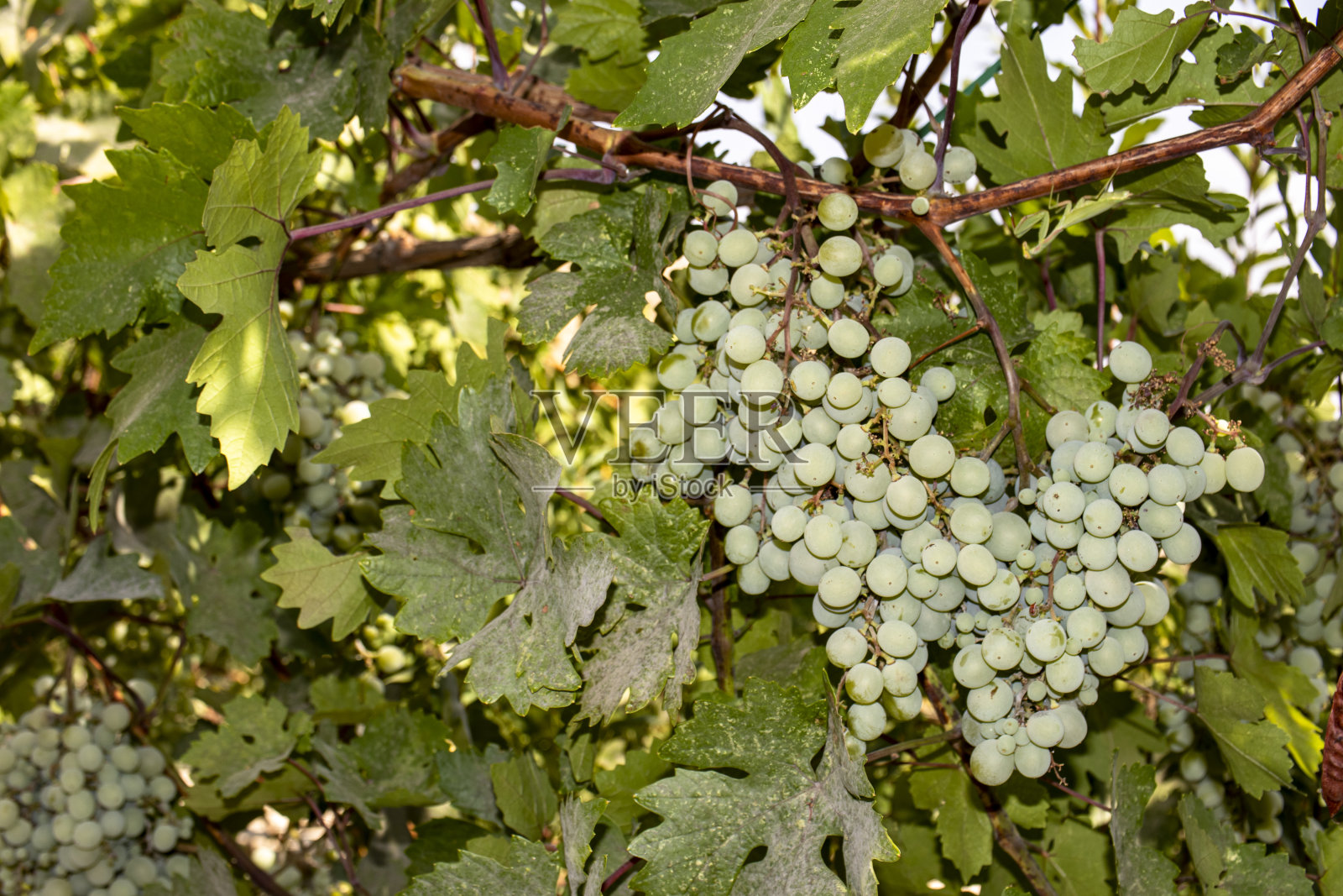 树枝上一串串的葡萄。一串未成熟的葡萄。照片摄影图片