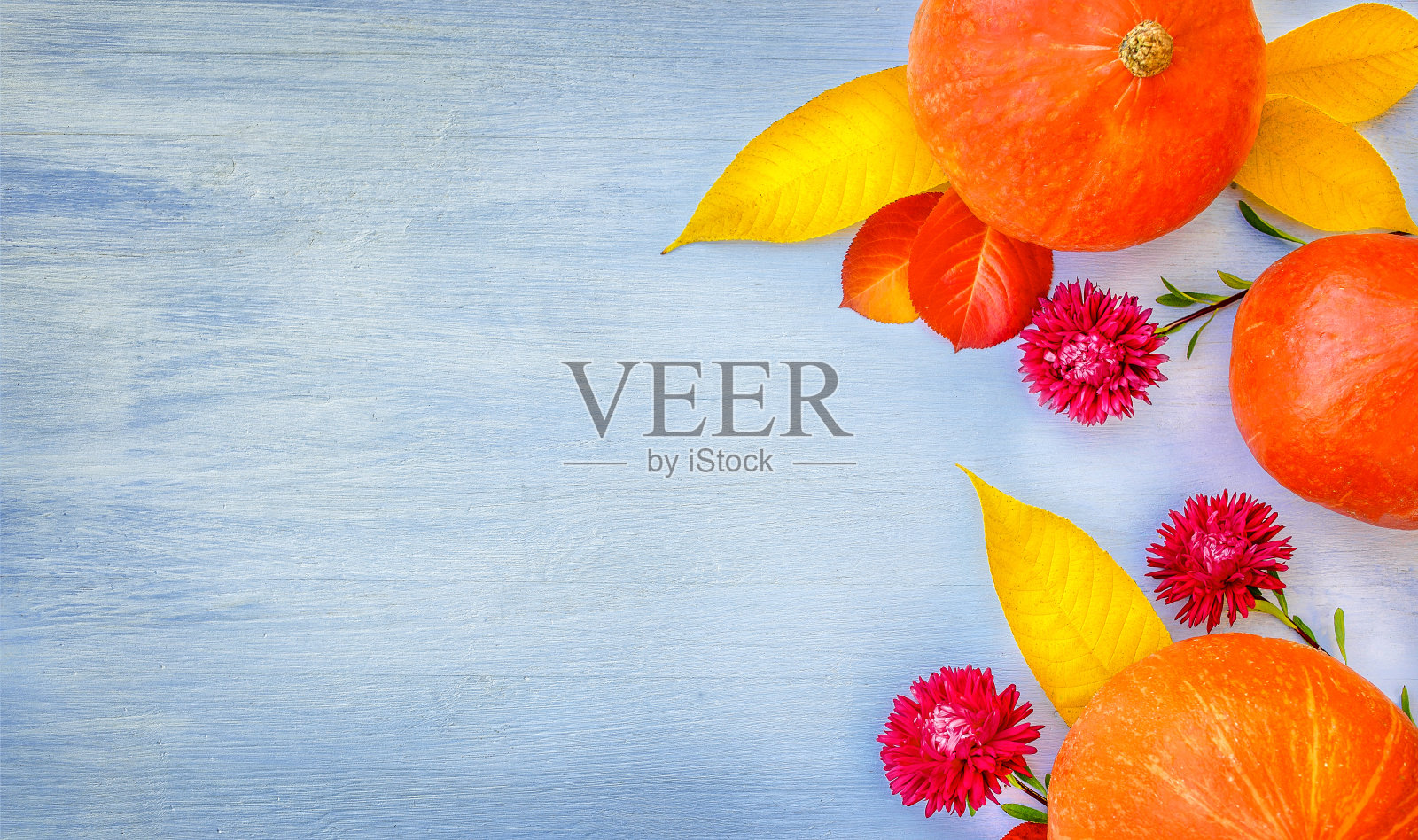 蓝色背景上有南瓜、秋叶和菊花。照片摄影图片