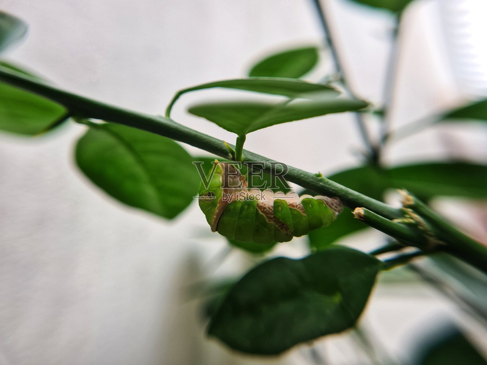 挂在橘子树上的毛毛虫准备做茧了照片摄影图片
