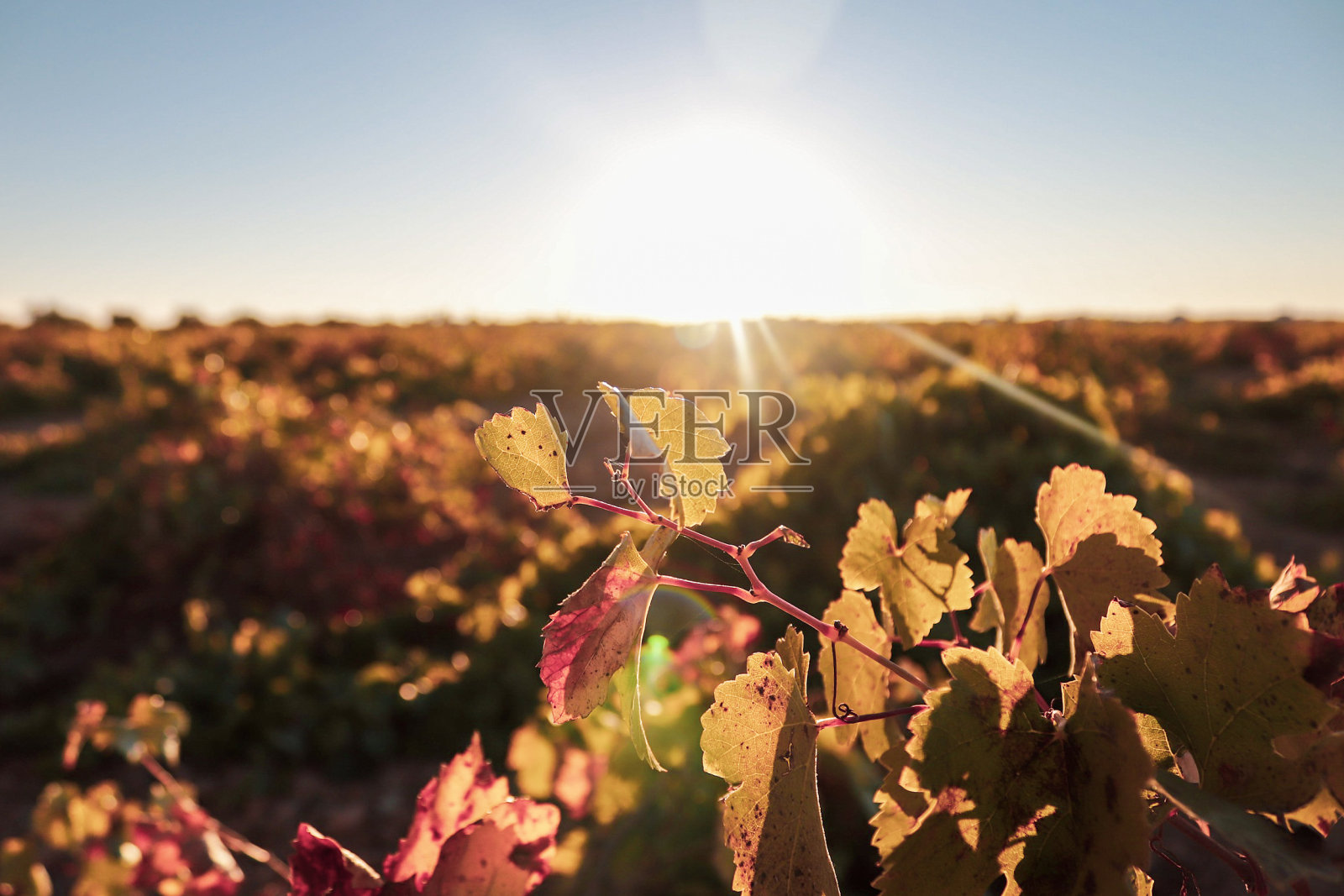 葡萄园照片摄影图片