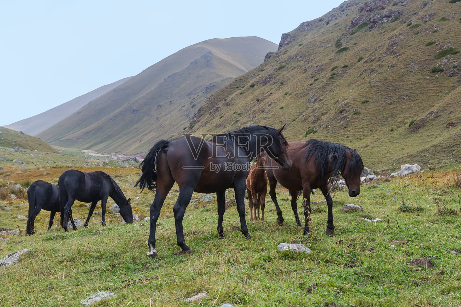 牧马群照片摄影图片