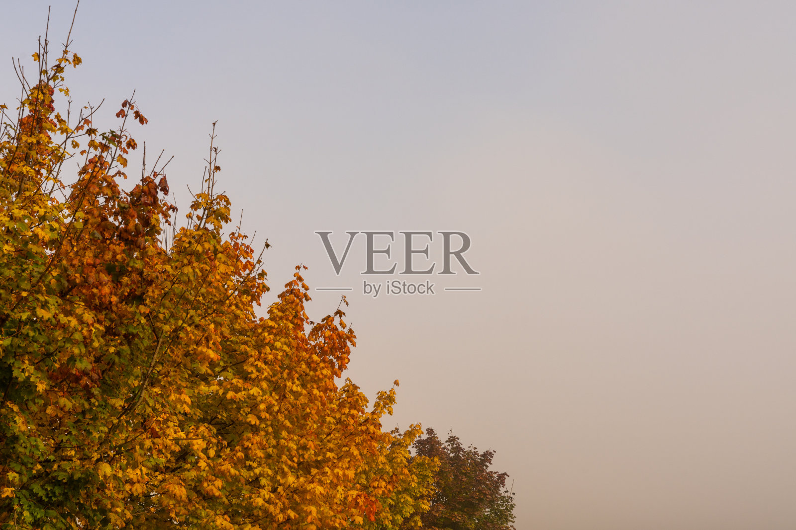 雾蒙蒙的天空背景与明亮的秋天树木和大量的复制空间照片摄影图片