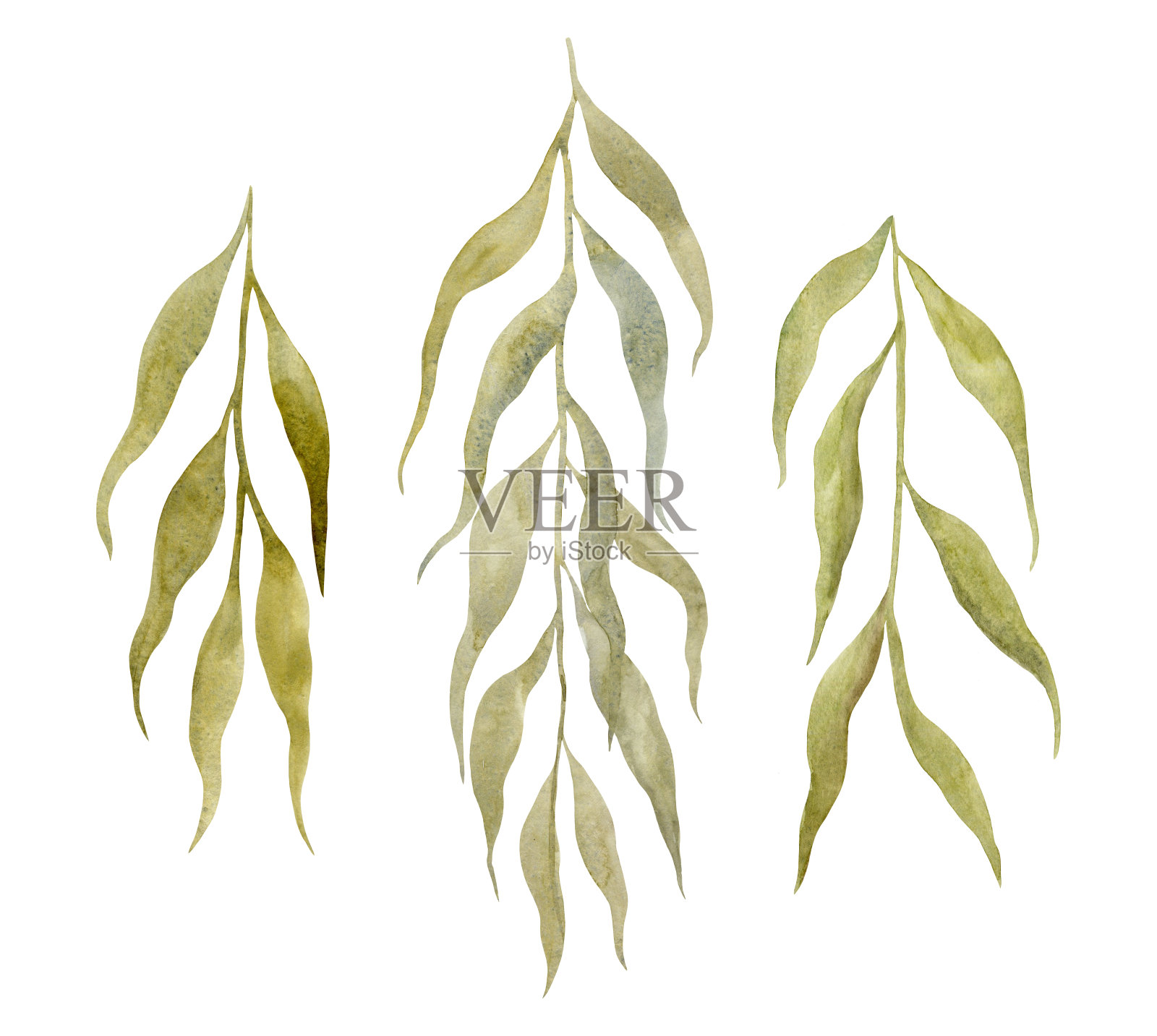 绿色水彩桉树叶。设计元素图片