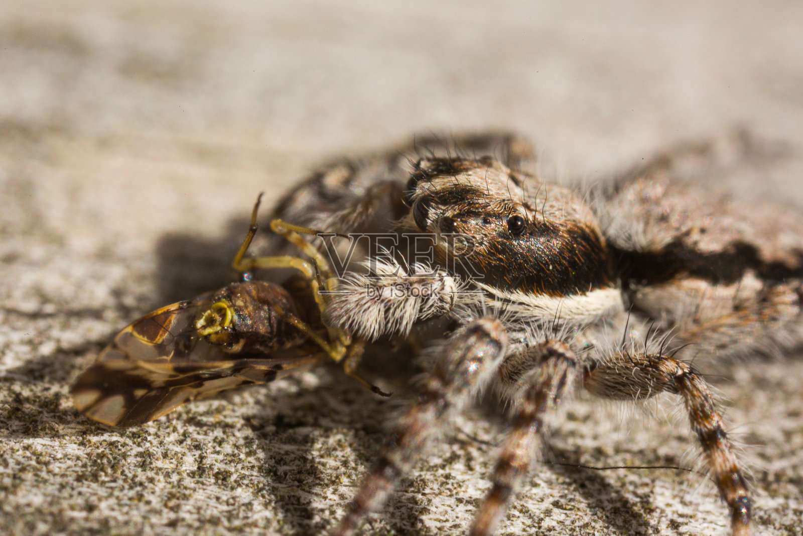 跳蛛照片摄影图片