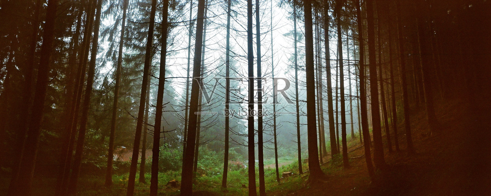 里面的木雾全景相机照片摄影图片