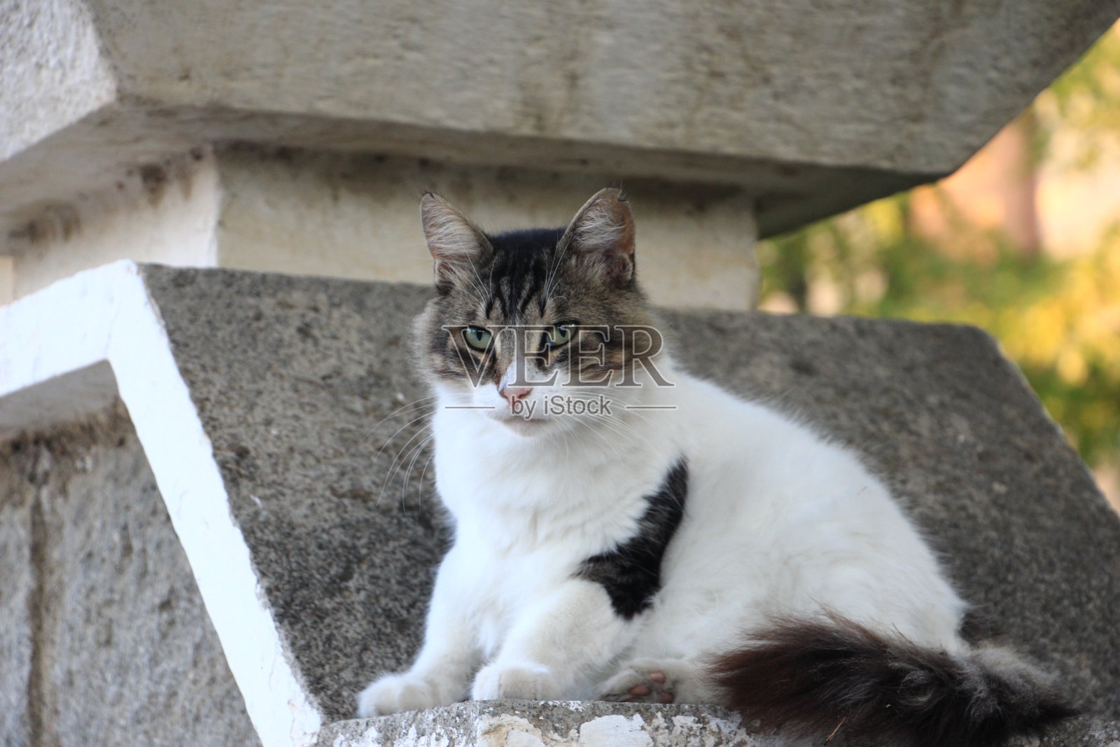 绿眼睛的猫在墙上摆姿势照片摄影图片