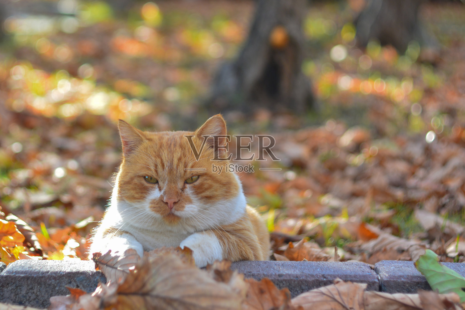 在秋天树叶的背景上，一只红头发和一只白猫的肖像。照片摄影图片