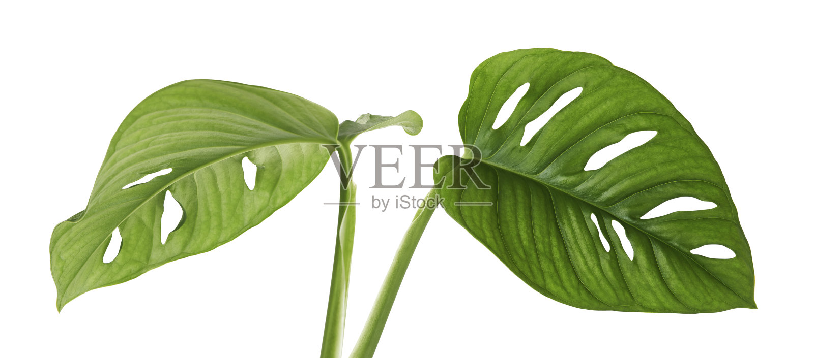 怪物斜叶，热带叶孤立在白色的背景上，有修剪的路径照片摄影图片