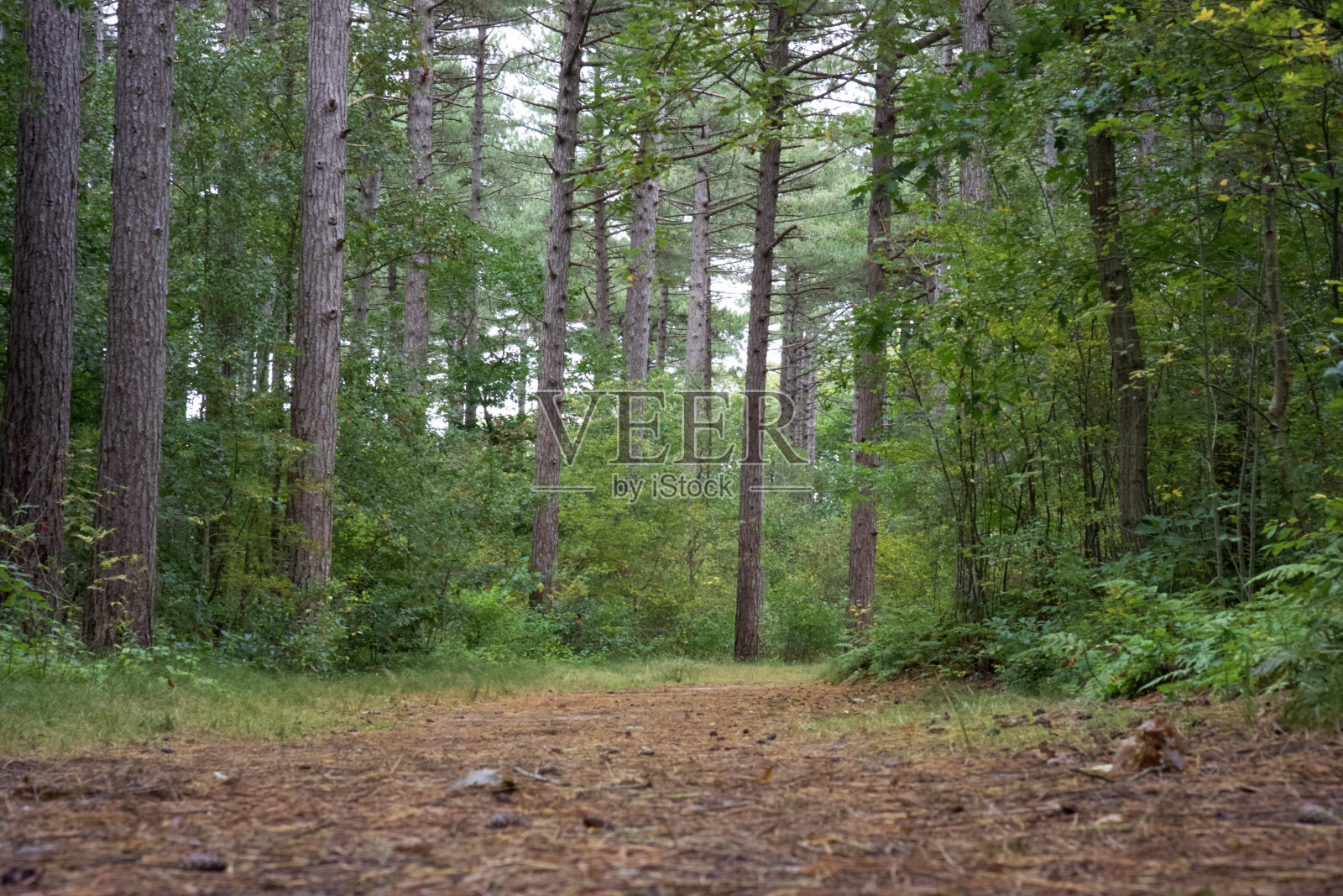 森林之路照片摄影图片