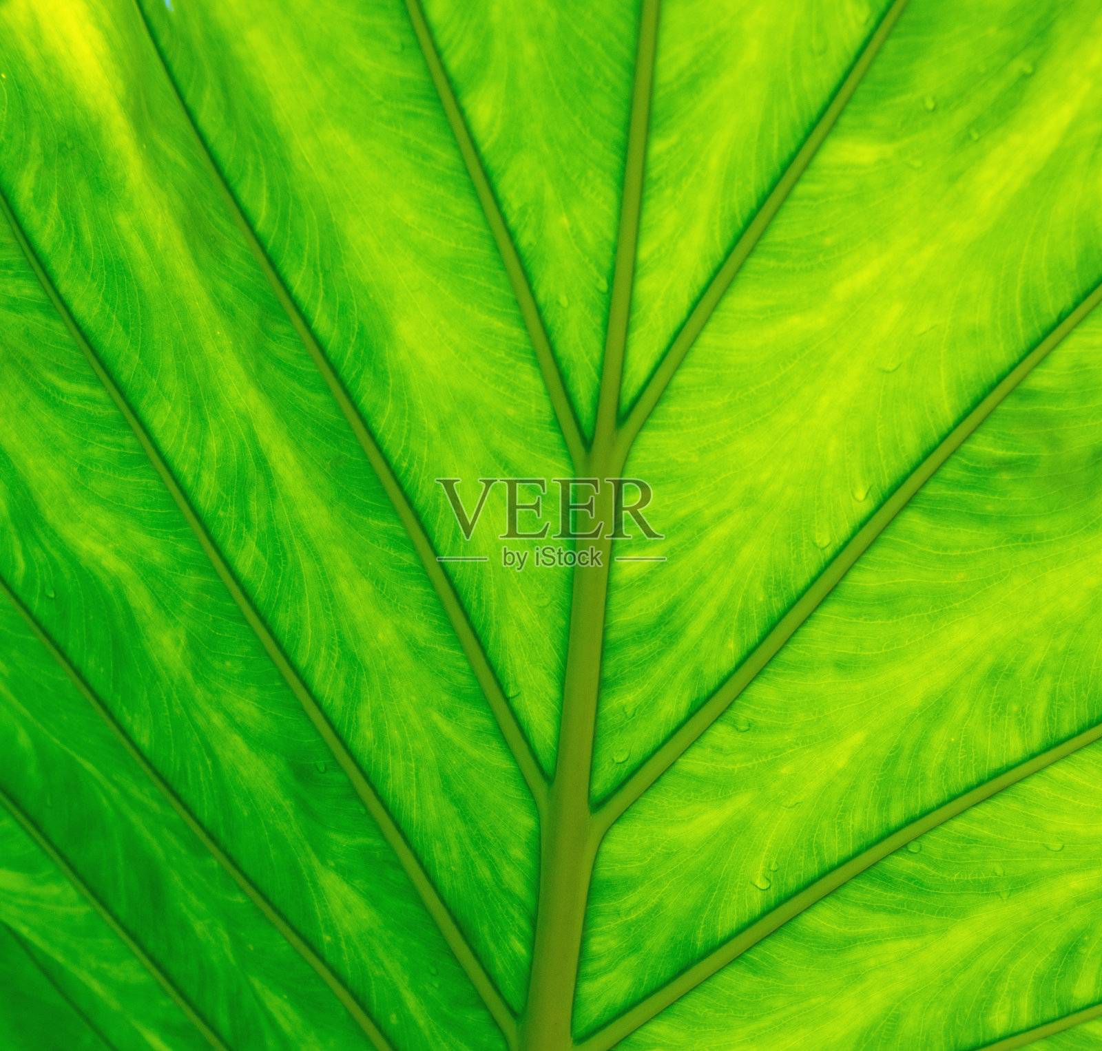 大象的耳朵leaf-Macro-Indiana照片摄影图片