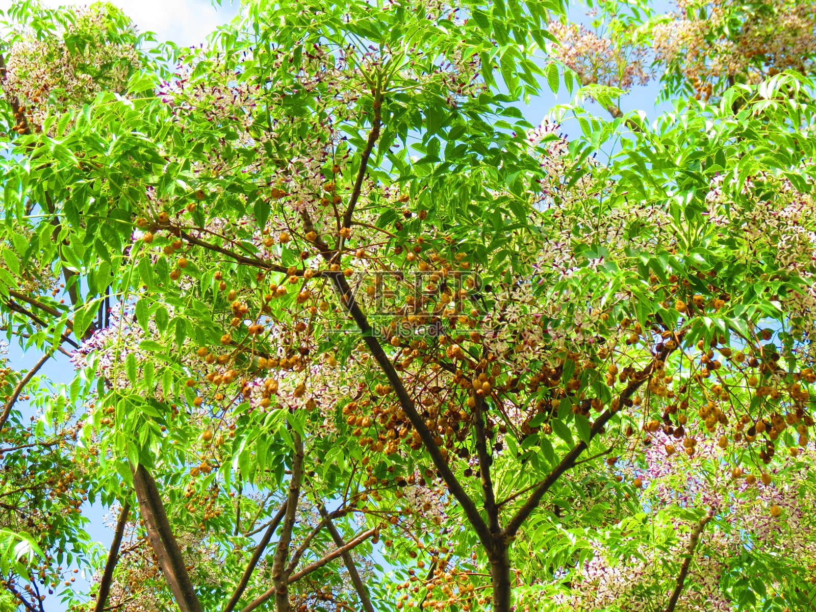 楝树照片摄影图片