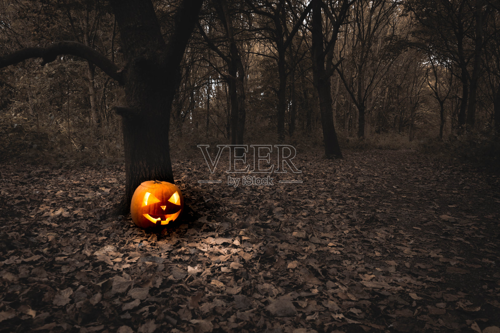 森林中的万圣节南瓜，伯顿在特伦特郡，英国。照片摄影图片