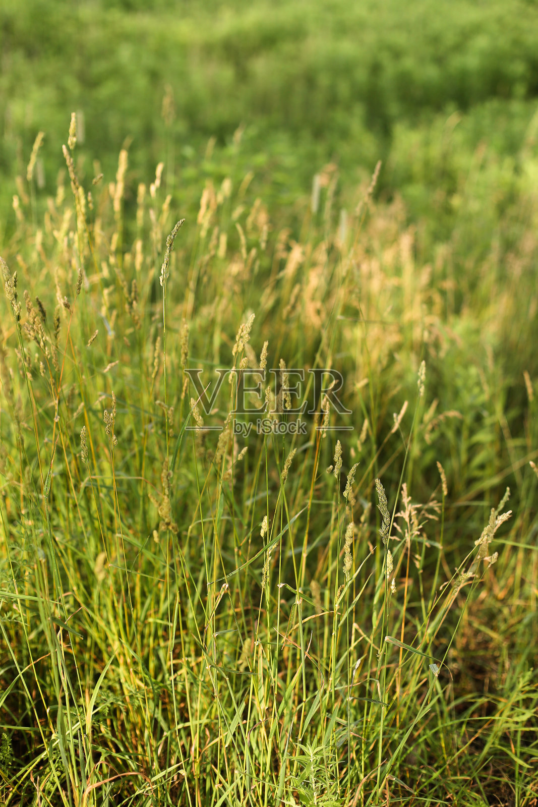 在阳光下，绿色的夏草闪闪发光。明亮的自然背景照片摄影图片