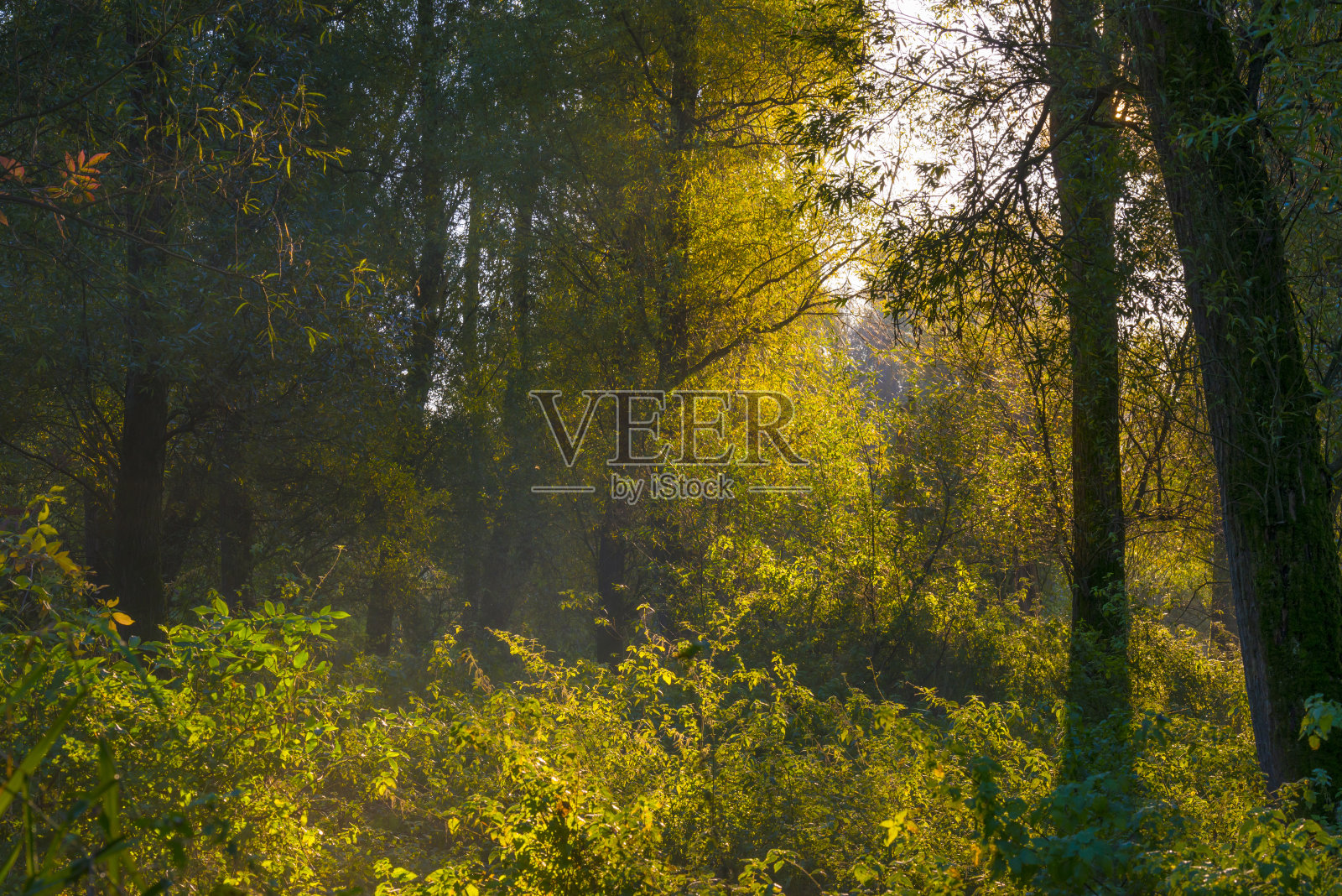 秋天，湿地森林的树叶在日出时明亮的阳光下呈现出缤纷的色彩照片摄影图片