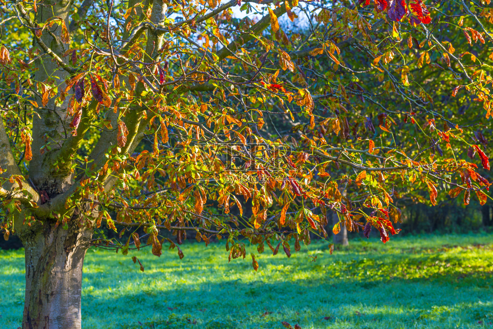 秋天，草地上的树叶在日出时明亮的阳光下五颜六色照片摄影图片