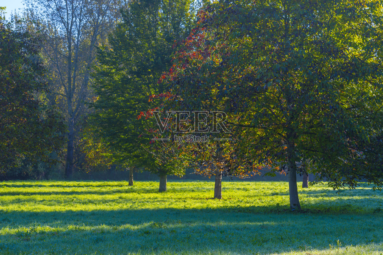 秋天，草地上的树叶在日出时明亮的阳光下五颜六色照片摄影图片