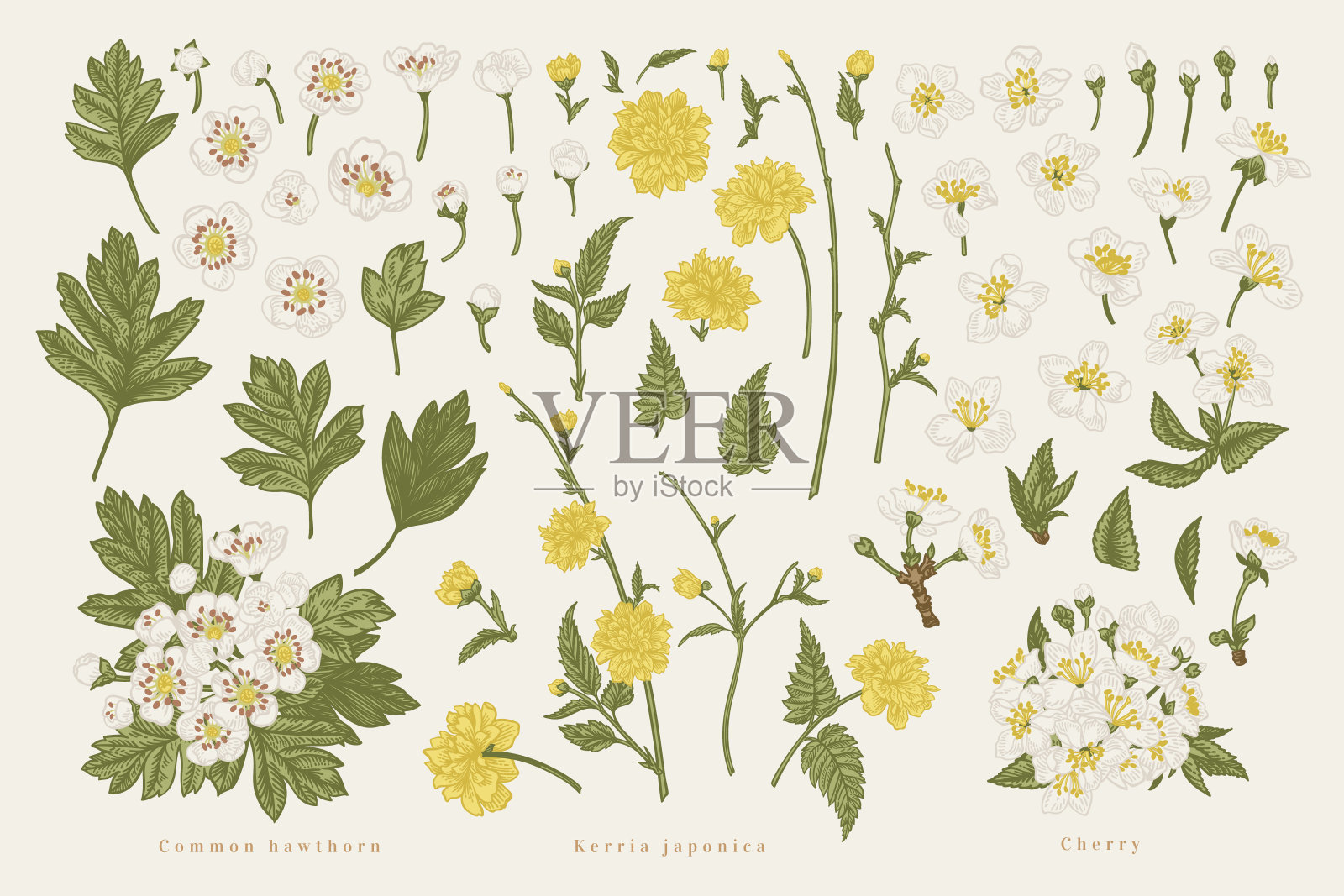 套花的春天部分。插画图片素材