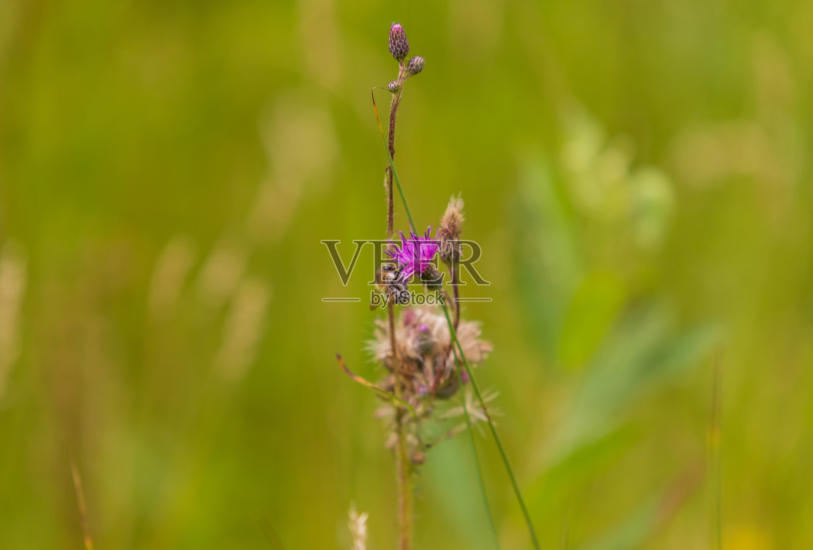 草地上鲜花盛开。花上有各种各样的昆虫——蝴蝶、飞蛾、甲虫。背景是绿色的照片摄影图片