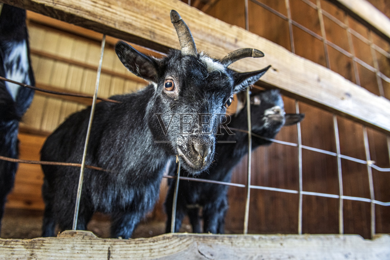 头穿过栅栏的山羊照片摄影图片