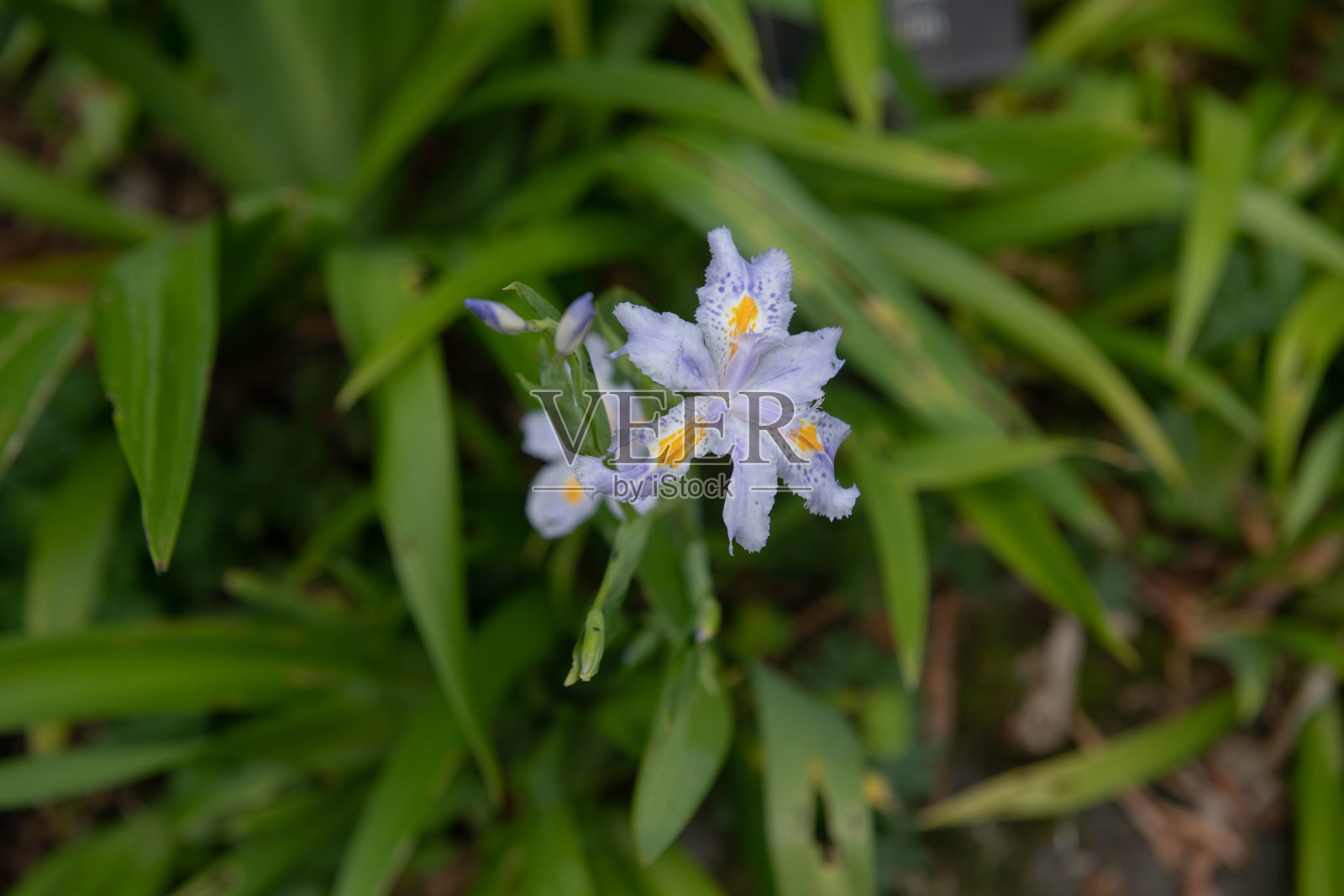 秋天开花的紫罗兰蓝色的头矮湖鸢尾植物(鸢尾湖'船长科林伍德')生长在一个阴凉的花园在乡村德文，英国照片摄影图片
