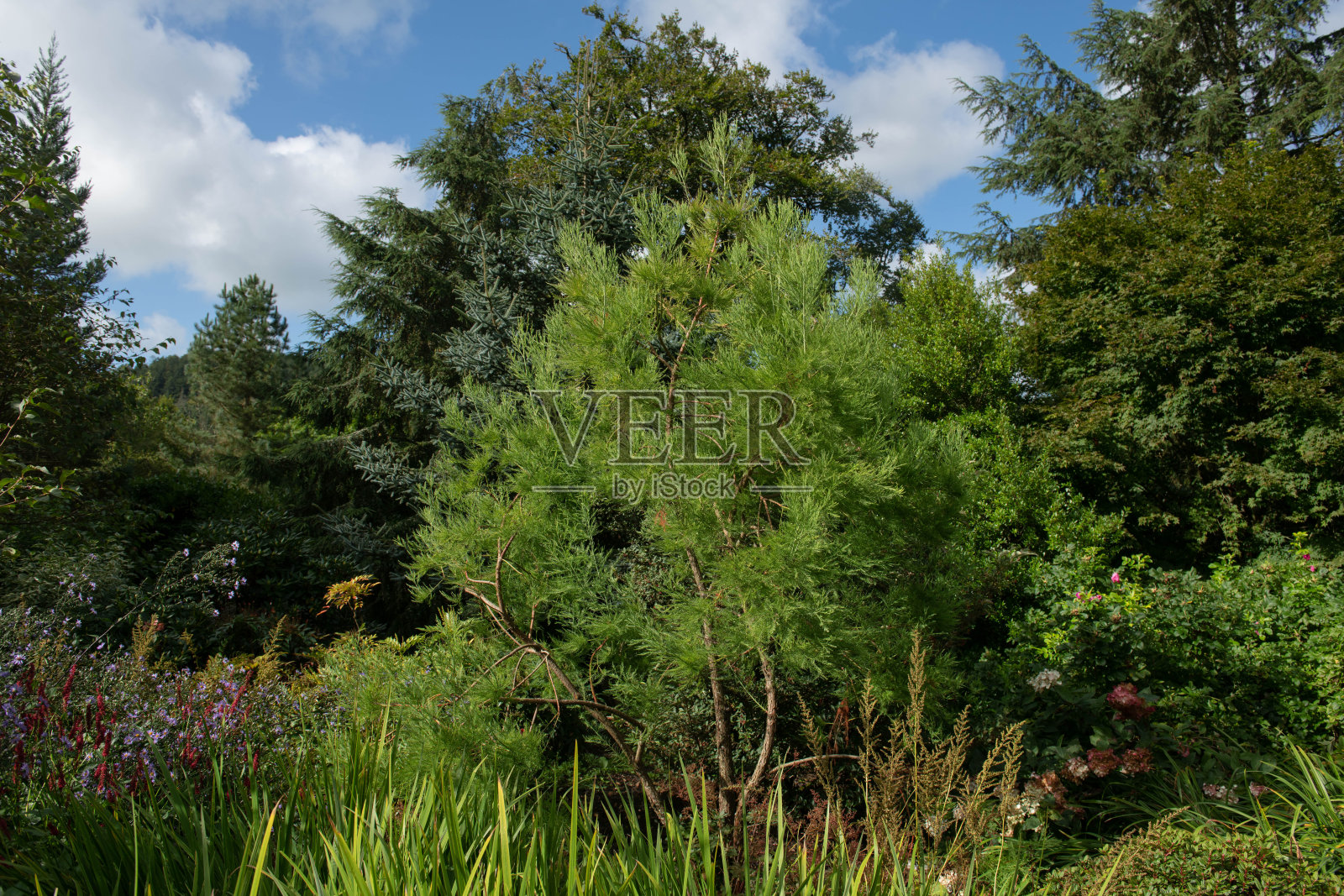 夏季落叶的针叶树中国沼泽柏树(Glyptostrobus pensilis)生长在草本边界的花园在乡村德文，英国，英国照片摄影图片