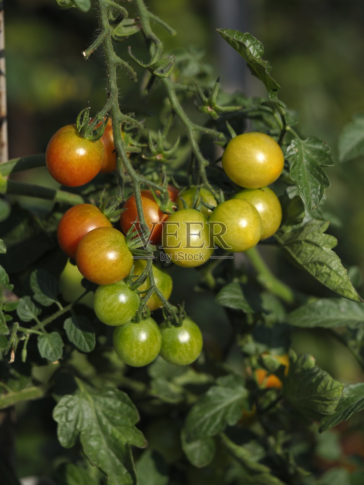番茄照片摄影图片