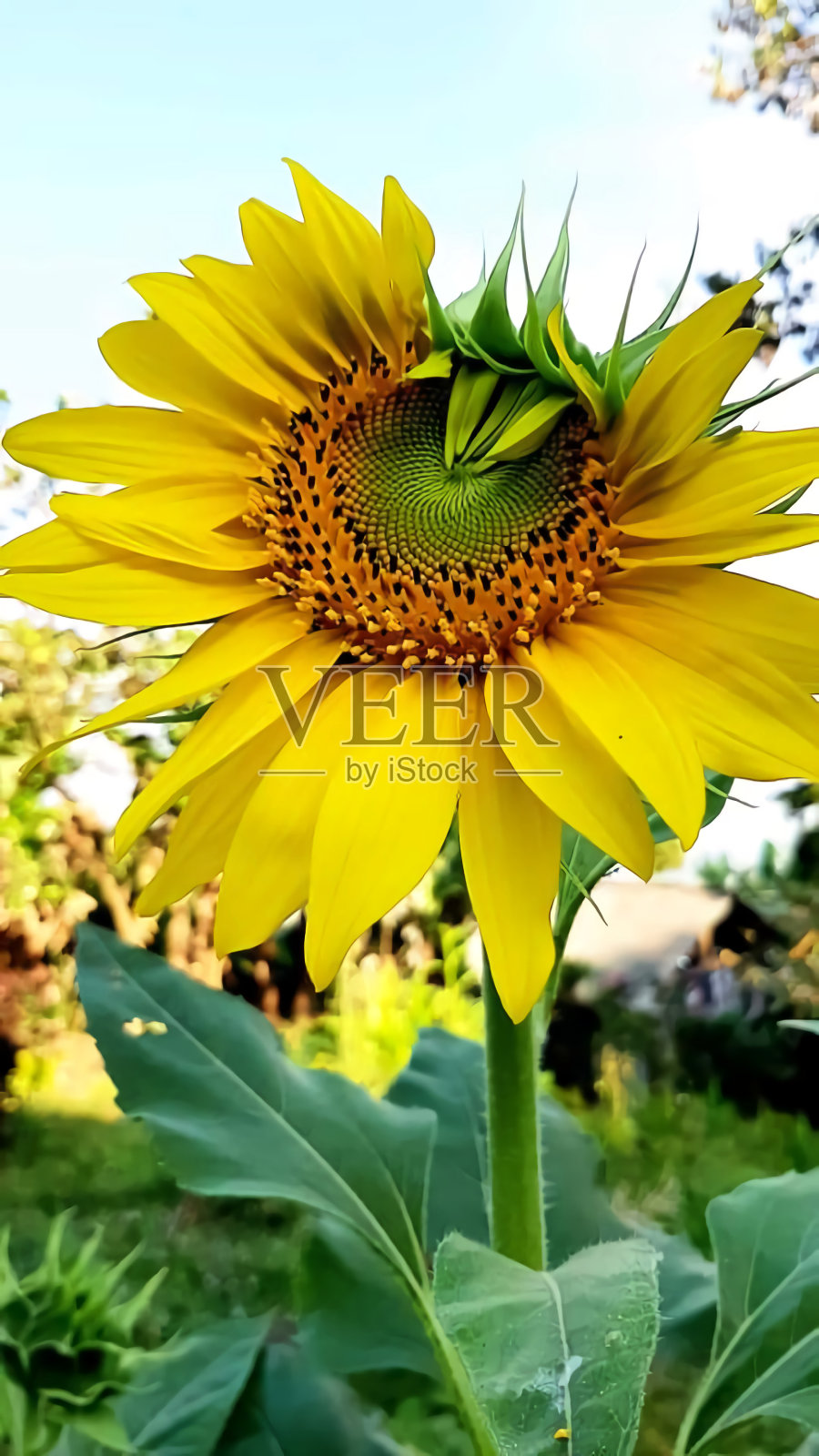 向日葵在花园里照片摄影图片