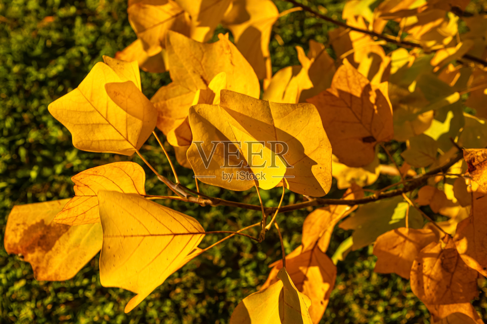 秋天令人敬畏的色彩照片摄影图片