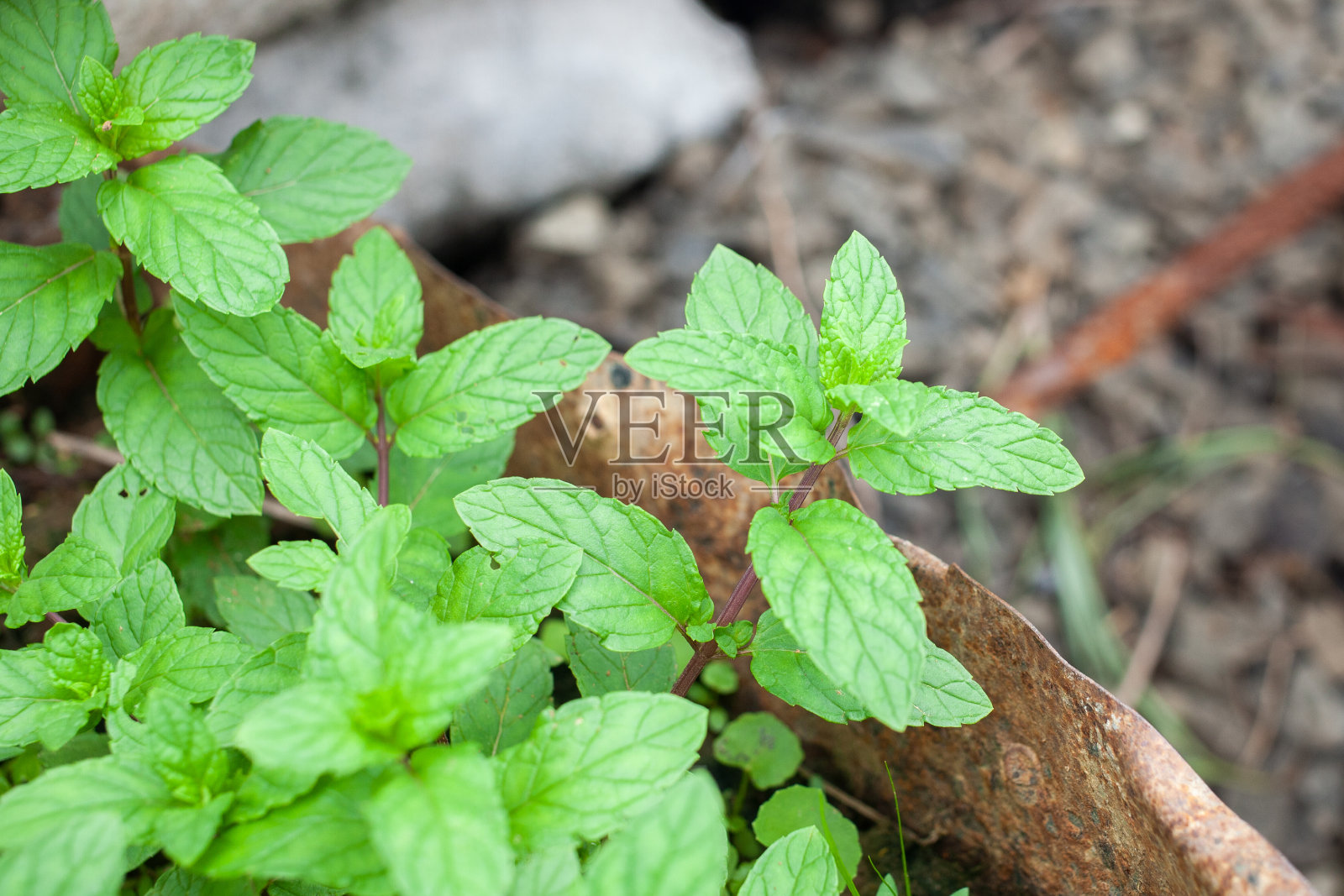 薄荷叶子。pudeena。pudina。Pudina /薄荷叶子照片摄影图片