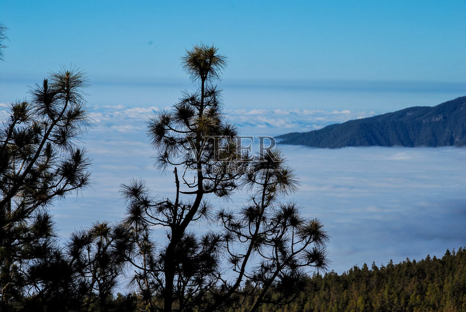 冬天的松树，数码照片作为照片的背景照片摄影图片