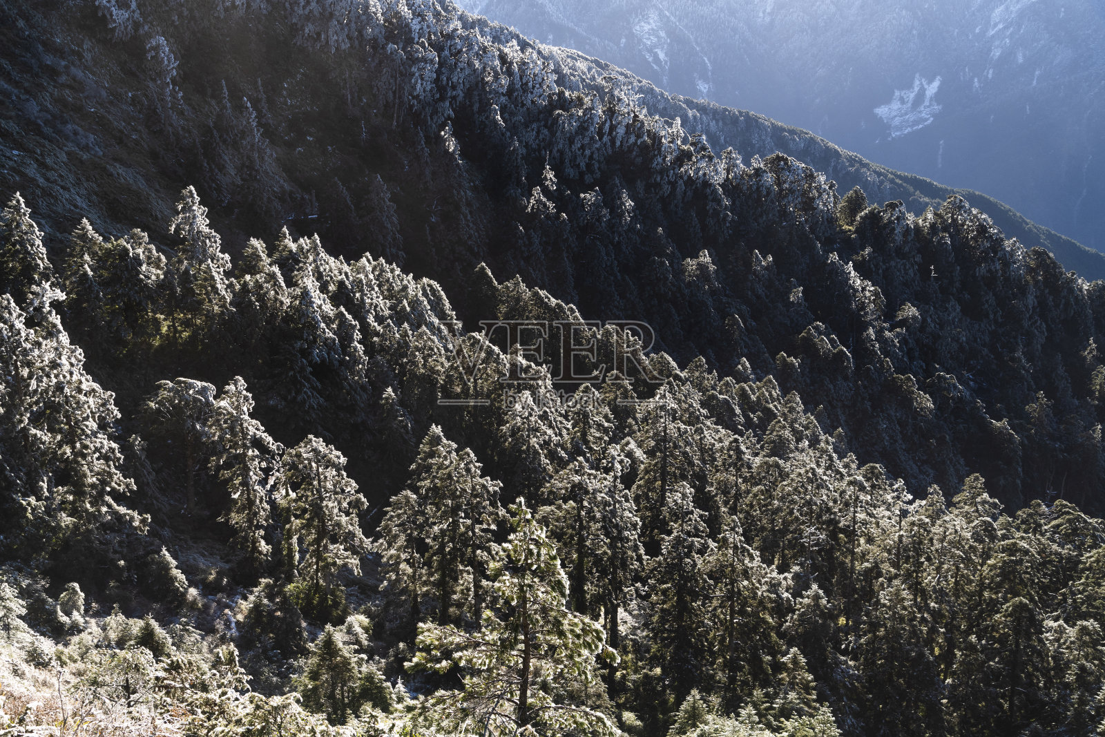 台湾南投河环山森林游乐区。照片摄影图片