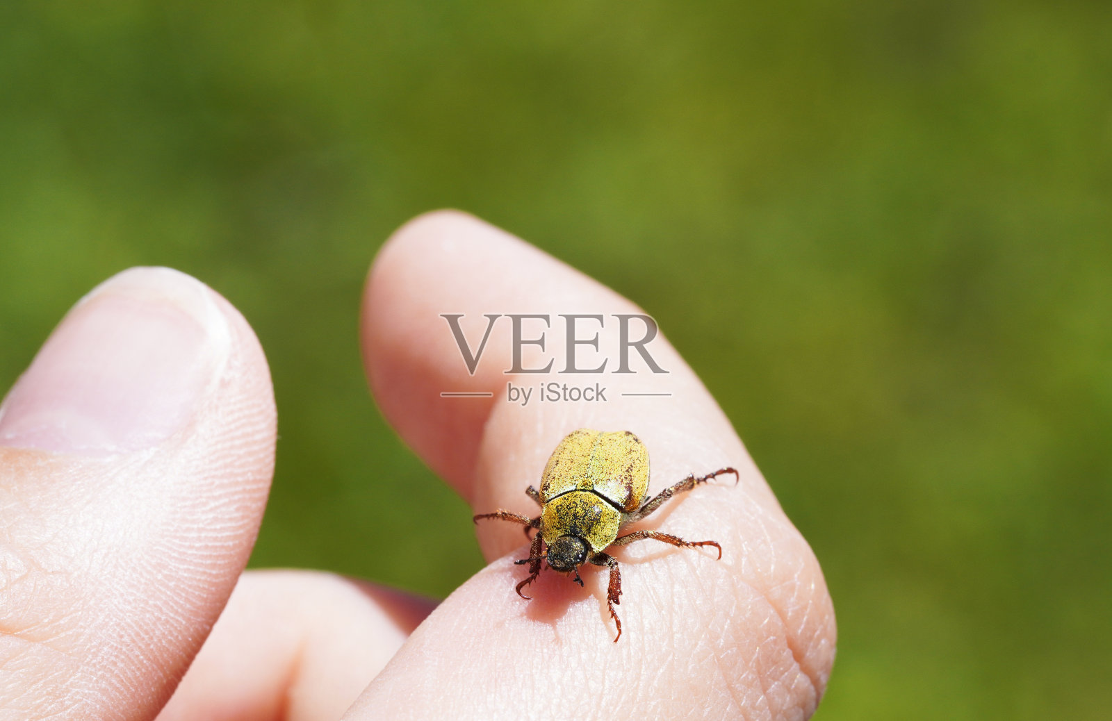 金沙树甲虫在手。昆虫靠近。Hoplia银膜。照片摄影图片