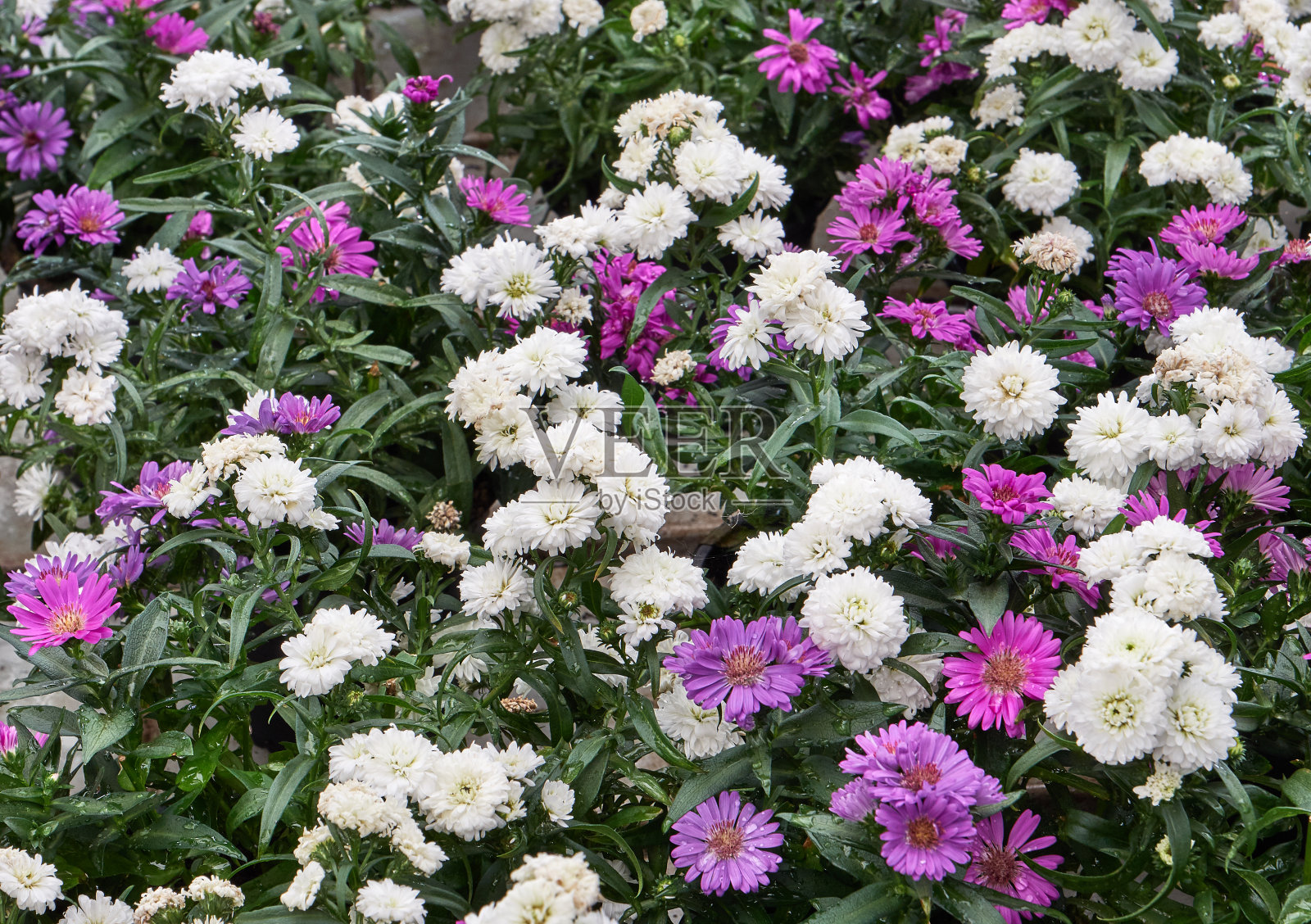 大丽花和Dimorphotecas照片摄影图片