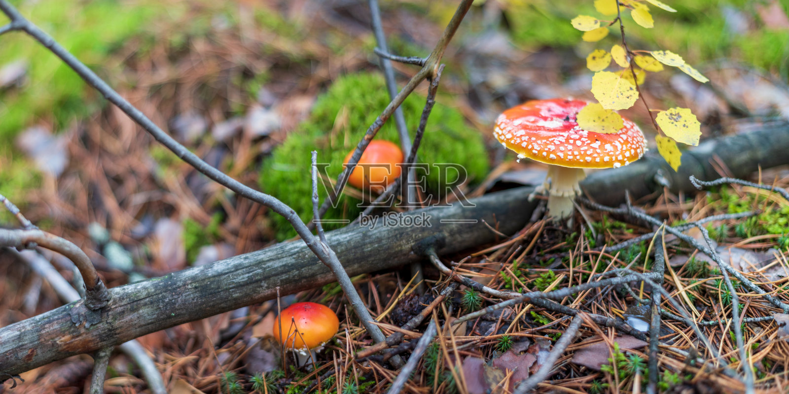 红菇飞木耳在秋林，田深浅。照片摄影图片