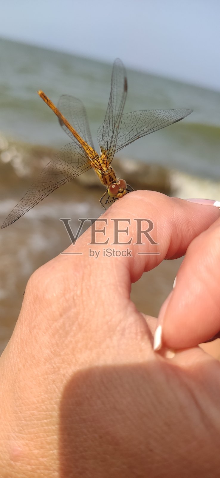 一个美丽的蜻蜓。照片摄影图片