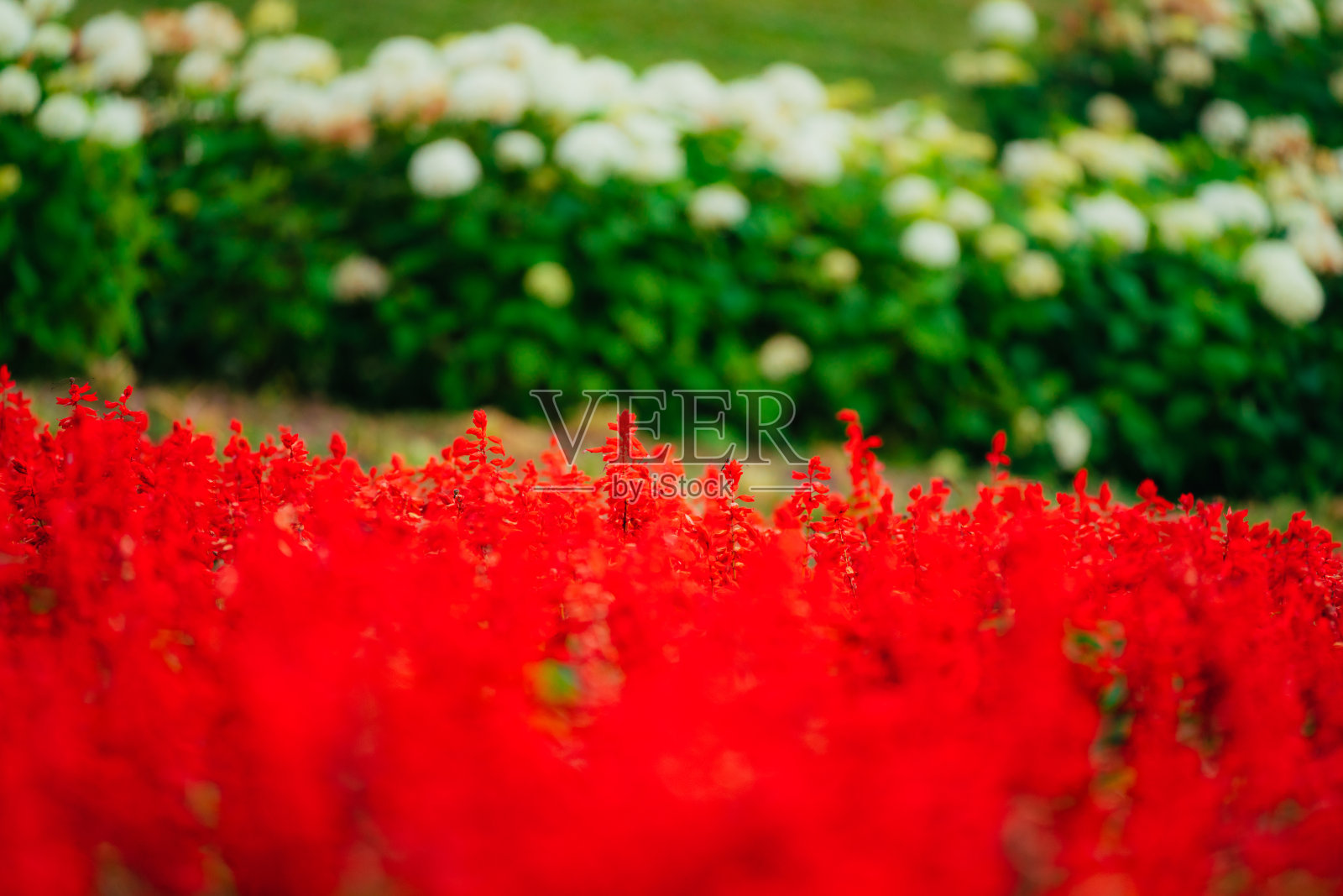 2021年8月，夏日盛开的猩红色鼠尾草花照片摄影图片