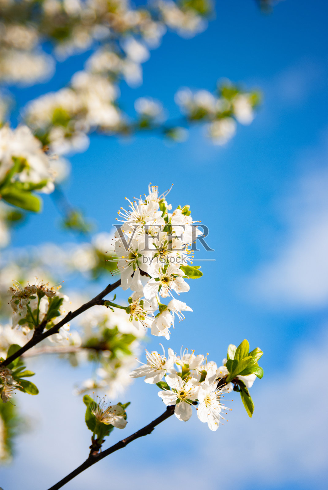 蓝色天空背景上盛开的白色樱花照片摄影图片