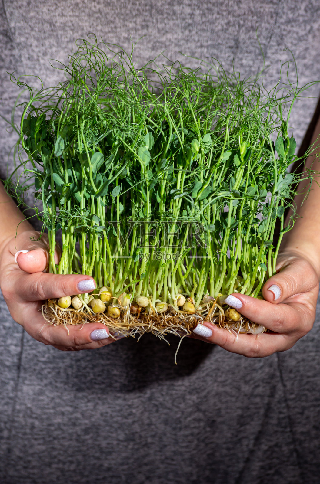 一件灰色连衣裙的背景上，手里拿着一朵朵豌豆照片摄影图片