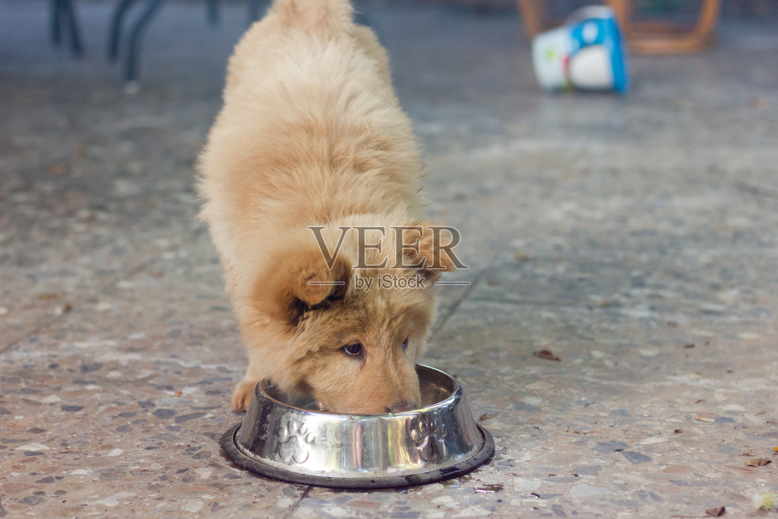 棕色小狗从银碗里吃东西照片摄影图片