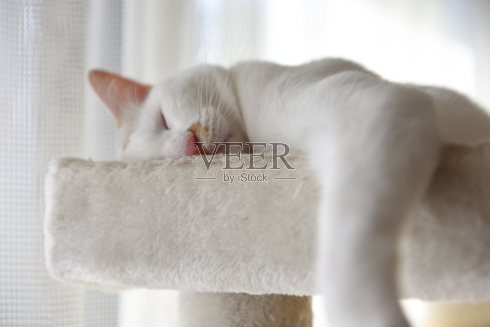 一只白猫睡在猫塔上照片摄影图片