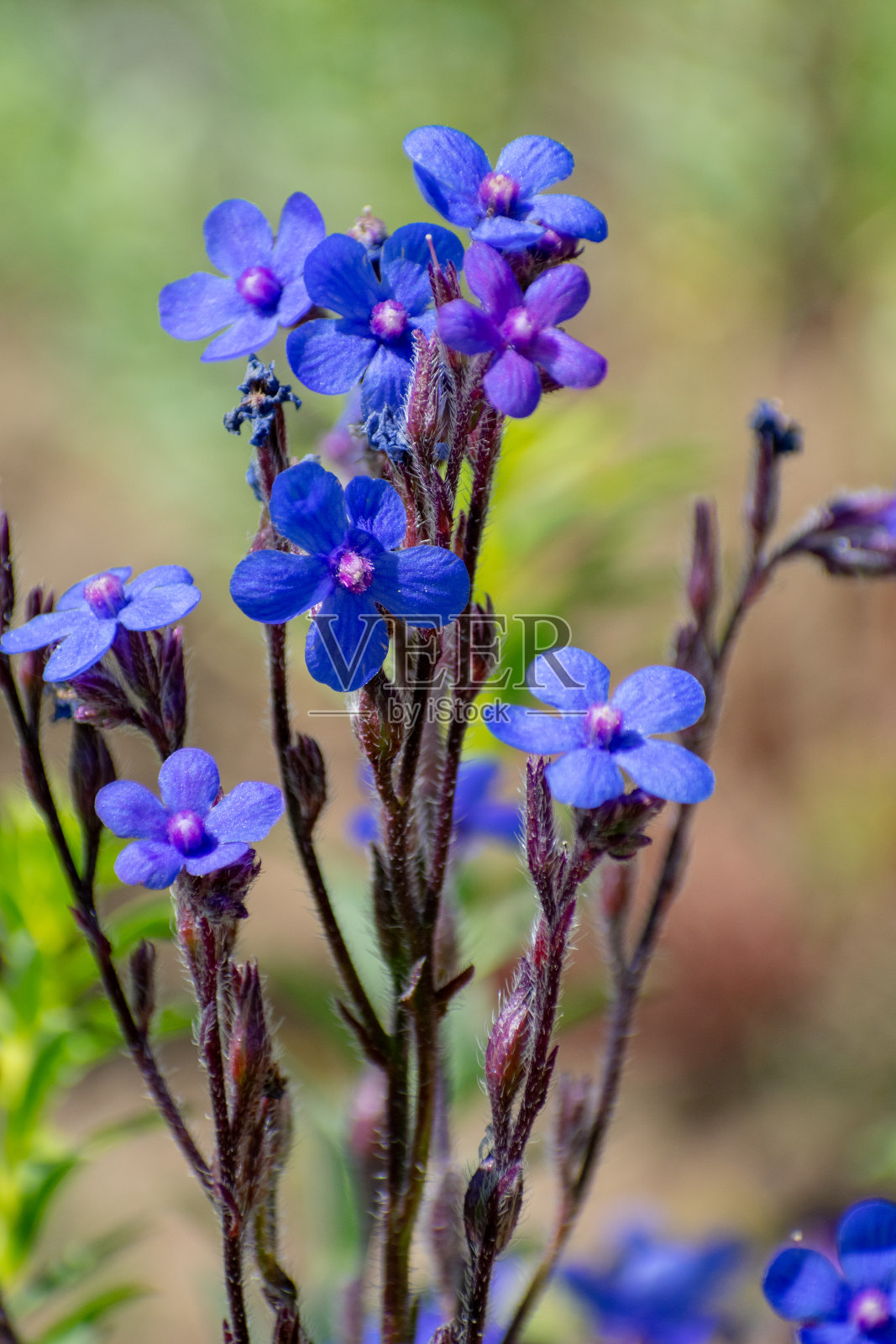 意大利Bugloss (Anchusa az尿素)的特写照片摄影图片